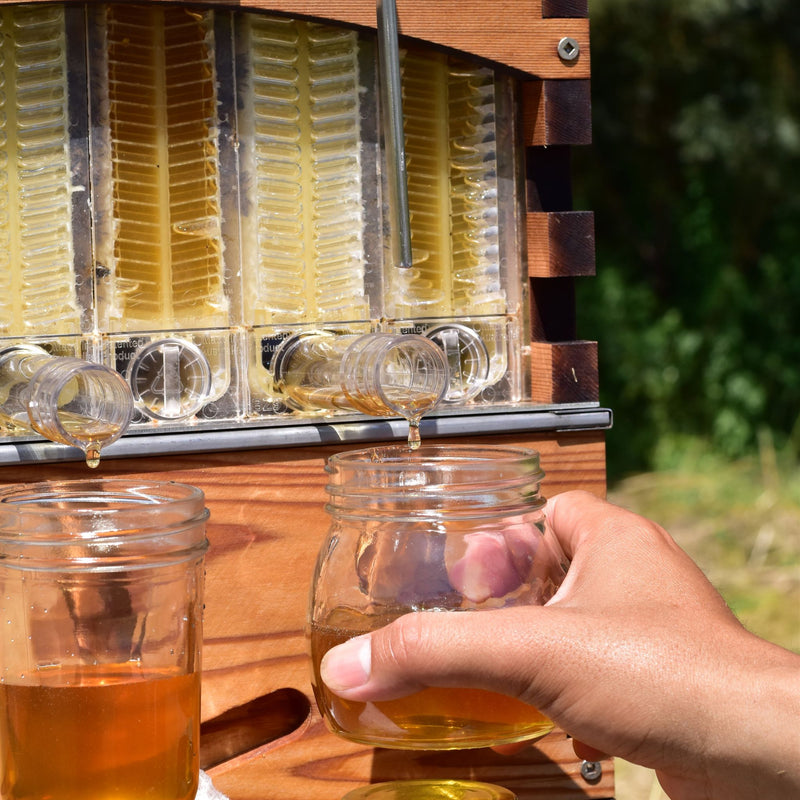 Hunter Lavender Farm Honey Harvest Experience Sydney and Hunter Valley NSW