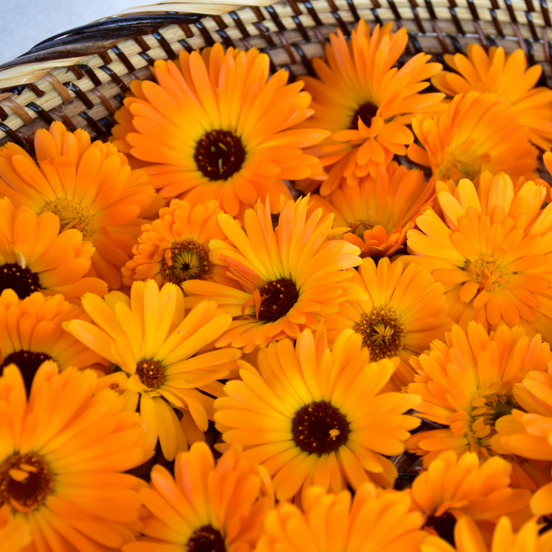 Hunter Lavender Farm Nourish Natural Body Oil Sydney and Hunter Valley NSW